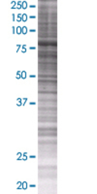CPEB3 transfected lysate.