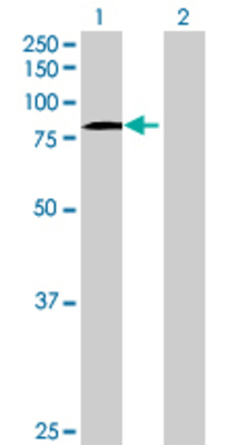 Lane 1: CPEB3 transfected lysate (76.78 KDa) Lane 2: Non-transfected lysate.