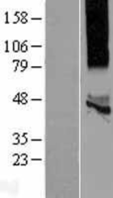 Western Blot: KCNK13 Overexpression Lysate (Adult Normal) [NBP2-06478] Left-Empty vector transfected control cell lysate (HEK293 cell lysate); Right -Over-expression Lysate for KCNK13.