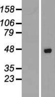 Western Blot: AZI2 Overexpression Lysate (Adult Normal) [NBP2-06437] Left-Empty vector transfected control cell lysate (HEK293 cell lysate); Right -Over-expression Lysate for AZI2.
