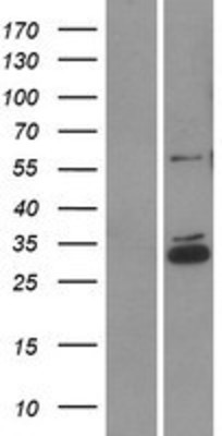 Western Blot: CCDC90B Overexpression Lysate (Adult Normal) [NBP2-06515] Left-Empty vector transfected control cell lysate (HEK293 cell lysate); Right -Over-expression Lysate for CCDC90B.