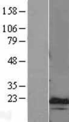 Western Blot: CEBP gamma Overexpression Lysate (Adult Normal) [NBL1-09076] Left-Empty vector transfected control cell lysate (HEK293 cell lysate); Right -Over-expression Lysate for CEBP gamma.