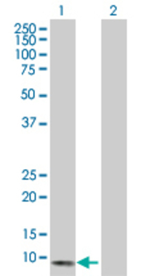 Lane 1: CXCL13 transfected lysate (12.7 KDa). Lane 2: Non-transfected lysate.