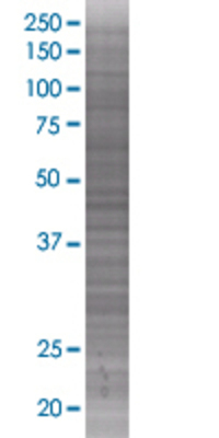 CXCL13 transfected lysate