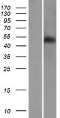 Western Blot: RINL Overexpression Lysate (Adult Normal) [NBP2-04701] Left-Empty vector transfected control cell lysate (HEK293 cell lysate); Right -Over-expression Lysate for RINL.