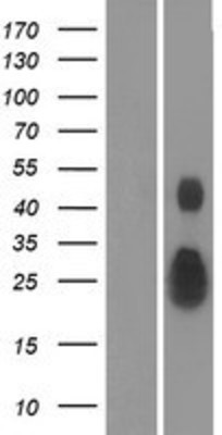 Western Blot: Ephrin A4 Overexpression Lysate (Adult Normal) [NBP2-04833] Left-Empty vector transfected control cell lysate (HEK293 cell lysate); Right -Over-expression Lysate for Ephrin A4.