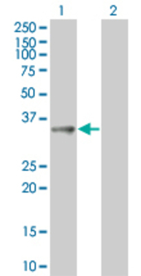 Lane 1: MCTP2 transfected lysate (33.77 KDa). Lane 2: Non-transfected lysate.