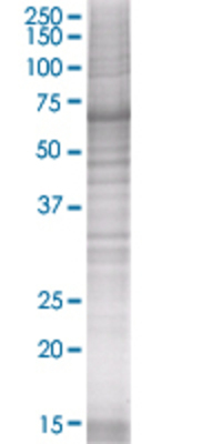 MCTP2 transfected lysate