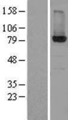 Western Blot: HSD17B4 Overexpression Lysate (Adult Normal) [NBL1-11728] Left-Empty vector transfected control cell lysate (HEK293 cell lysate); Right -Over-expression Lysate for HSD17B4.