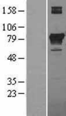Western Blot: PCCA Overexpression Lysate (Adult Normal) [NBL1-14146] Left-Empty vector transfected control cell lysate (HEK293 cell lysate); Right -Over-expression Lysate for PCCA.
