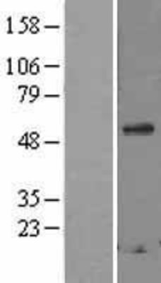 Western Blot: Secretogranin 3 Overexpression Lysate (Adult Normal) [NBL1-15730] Left-Empty vector transfected control cell lysate (HEK293 cell lysate); Right -Over-expression Lysate for Secretogranin 3.