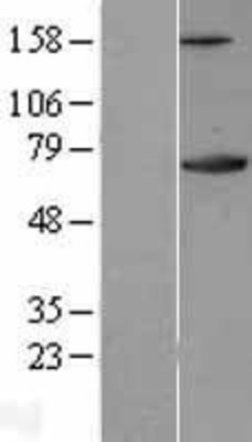 Western Blot: Ku70 Overexpression Lysate (Adult Normal) [NBL1-17919] Left-Empty vector transfected control cell lysate (HEK293 cell lysate); Right -Over-expression Lysate for Ku70.