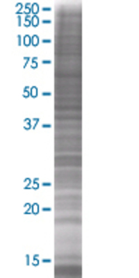 FN1 transfected lysate