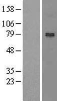 Western Blot: NOA1 Overexpression Lysate (Adult Normal) [NBL1-08461] Left-Empty vector transfected control cell lysate (HEK293 cell lysate); Right -Over-expression Lysate for NOA1.