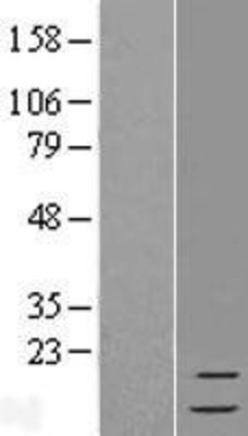 Western Blot: FAU Overexpression Lysate (Adult Normal) [NBL1-10606] Left-Empty vector transfected control cell lysate (HEK293 cell lysate); Right -Over-expression Lysate for FAU.