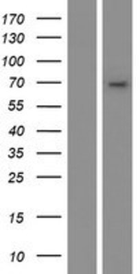 Western Blot: CYP4B1 Overexpression Lysate (Adult Normal) [NBP2-08297] Left-Empty vector transfected control cell lysate (HEK293 cell lysate); Right -Over-expression Lysate for CYP4B1.