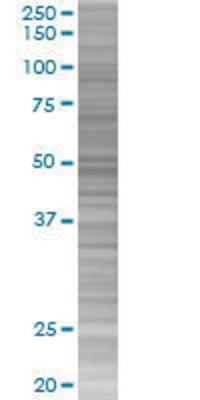 NAGA transfected lysate.