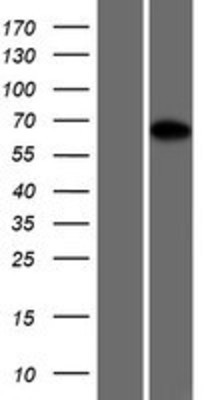 Western Blot: PROX2 Overexpression Lysate (Adult Normal) [NBP2-08487] Left-Empty vector transfected control cell lysate (HEK293 cell lysate); Right -Over-expression Lysate for PROX2.