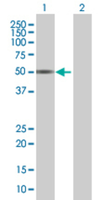 Lane 1: NAGA transfected lysate (46.6 KDa) Lane 2: Non-transfected lysate.