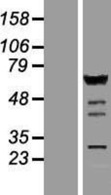 Western Blot: IRF5 Overexpression Lysate (Adult Normal) [NBP2-08323] Left-Empty vector transfected control cell lysate (HEK293 cell lysate); Right -Over-expression Lysate for IRF5.