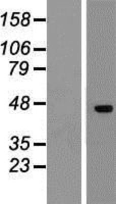 Western Blot: DR3 Overexpression Lysate (Adult Normal) [NBP2-10549] Left-Empty vector transfected control cell lysate (HEK293 cell lysate); Right -Over-expression Lysate for DR3.