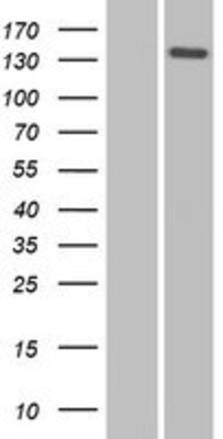 Western Blot: Nidogen 2 Overexpression Lysate (Adult Normal) [NBP2-10365] Left-Empty vector transfected control cell lysate (HEK293 cell lysate); Right -Over-expression Lysate for Nidogen 2.