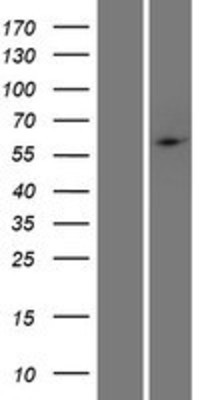 Western Blot: PHF1 Overexpression Lysate (Adult Normal) [NBP2-06342] Left-Empty vector transfected control cell lysate (HEK293 cell lysate); Right -Over-expression Lysate for PHF1.