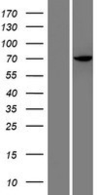 Western Blot: C17orf53 Overexpression Lysate (Adult Normal) [NBP2-06364] Left-Empty vector transfected control cell lysate (HEK293 cell lysate); Right -Over-expression Lysate for C17orf53.