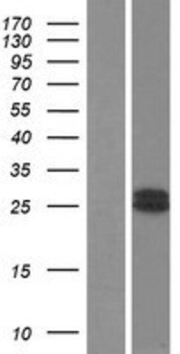 Western Blot: GH2 Overexpression Lysate (Adult Normal) [NBP2-06424] Left-Empty vector transfected control cell lysate (HEK293 cell lysate); Right -Over-expression Lysate for GH2.