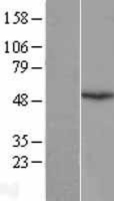 Western Blot: EMI1 Overexpression Lysate (Adult Normal) [NBL1-10639] Left-Empty vector transfected control cell lysate (HEK293 cell lysate); Right -Over-expression Lysate for EMI1.
