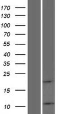 Western Blot: ATP5L2 Overexpression Lysate (Adult Normal) [NBP2-10137] Left-Empty vector transfected control cell lysate (HEK293 cell lysate); Right -Over-expression Lysate for ATP5L2.