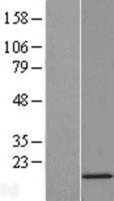 Western Blot: SNRPD2 Overexpression Lysate (Adult Normal) [NBL1-16290] Left-Empty vector transfected control cell lysate (HEK293 cell lysate); Right -Over-expression Lysate for SNRPD2.