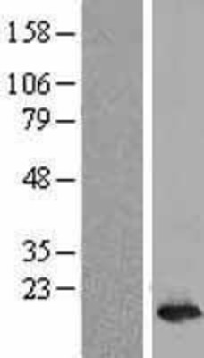 Western Blot: intestinal FABP Overexpression Lysate (Adult Normal) [NBL1-10418] Left-Empty vector transfected control cell lysate (HEK293 cell lysate); Right -Over-expression Lysate for intestinal FABP.