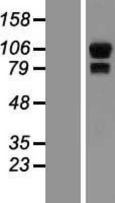 Western Blot: Synphilin-1 Overexpression Lysate (Adult Normal) [NBP2-10467] Left-Empty vector transfected control cell lysate (HEK293 cell lysate); Right -Over-expression Lysate for Synphilin-1.
