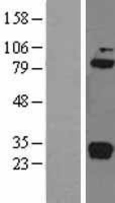 Western Blot: C1r Overexpression Lysate (Adult Normal) [NBL1-08349] Left-Empty vector transfected control cell lysate (HEK293 cell lysate); Right -Over-expression Lysate for C1r.