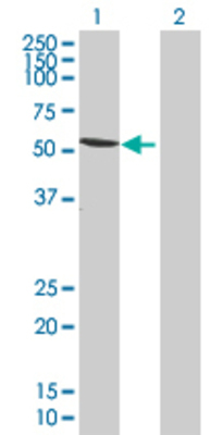 Lane 1: TRIM39 transfected lysate (53.79 KDa) Lane 2: Non-transfected lysate.