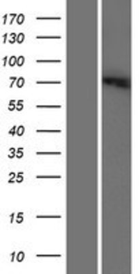 Western Blot: SLC6A12 Overexpression Lysate (Adult Normal) [NBP2-09411] Left-Empty vector transfected control cell lysate (HEK293 cell lysate); Right -Over-expression Lysate for SLC6A12.