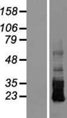 Western Blot: CRB3 Overexpression Lysate (Adult Normal) [NBP2-05070] Left-Empty vector transfected control cell lysate (HEK293 cell lysate); Right -Over-expression Lysate for CRB3.