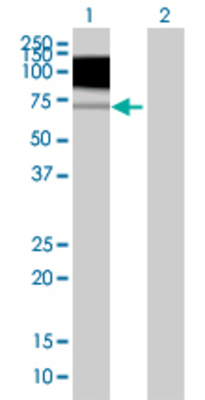Lane 1: NTRK2 transfected lysate (52.58 KDa) Lane 2: Non-transfected lysate.