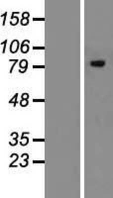Western Blot: ERManI Overexpression Lysate (Adult Normal) [NBL1-12833] Left-Empty vector transfected control cell lysate (HEK293 cell lysate); Right -Over-expression Lysate for ERManI.