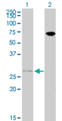 Lane 1: HOXB7 transfected lysate (24 KDa). Lane 2: Non-transfected lysate.