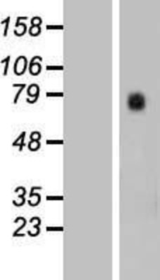 Western Blot: SLC7A10 Overexpression Lysate (Adult Normal) [NBP2-06707] Left-Empty vector transfected control cell lysate (HEK293 cell lysate); Right -Over-expression Lysate for SLC7A10.