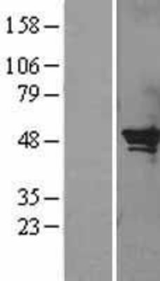 Western Blot: SerpinB2 Overexpression Lysate (Adult Normal) [NBP2-09692] Left-Empty vector transfected control cell lysate (HEK293 cell lysate); Right -Over-expression Lysate for SerpinB2.