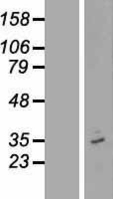 Western Blot: OR12D3 Overexpression Lysate (Adult Normal) [NBP2-06150] Left-Empty vector transfected control cell lysate (HEK293 cell lysate); Right -Over-expression Lysate for OR12D3.