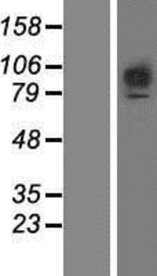 Western Blot: FGFR1 Overexpression Lysate (Adult Normal) [NBP2-06391] Left-Empty vector transfected control cell lysate (HEK293 cell lysate); Right -Over-expression Lysate for FGFR1.