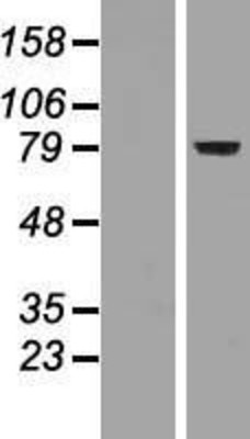 Western Blot: FOXP2 Overexpression Lysate (Adult Normal) [NBP2-05428] Left-Empty vector transfected control cell lysate (HEK293 cell lysate); Right -Over-expression Lysate for FOXP2.