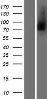 Western Blot: Lactoferrin Overexpression Lysate (Adult Normal) [NBP2-10824] Left-Empty vector transfected control cell lysate (HEK293 cell lysate); Right -Over-expression Lysate for Lactoferrin.