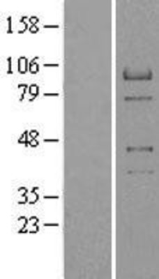 Western Blot: RACGAP1 Overexpression Lysate (Adult Normal) [NBP2-09418] Left-Empty vector transfected control cell lysate (HEK293 cell lysate); Right -Over-expression Lysate for RACGAP1.