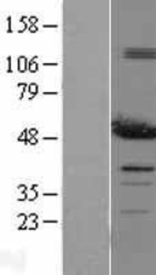 Western Blot: PDIA6 Overexpression Lysate (Adult Normal) [NBL1-14246] Left-Empty vector transfected control cell lysate (HEK293 cell lysate); Right -Over-expression Lysate for PDIA6.