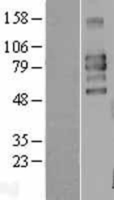 Western Blot: CD98 Overexpression Lysate (Adult Normal) [NBL1-16154] Left-Empty vector transfected control cell lysate (HEK293 cell lysate); Right -Over-expression Lysate for CD98.